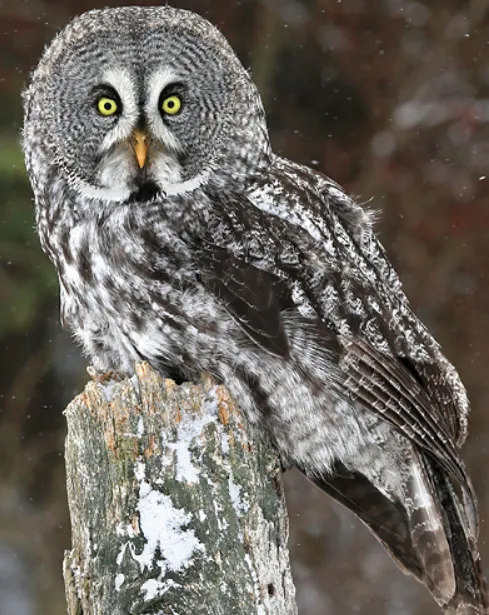 Great-Grey Owl