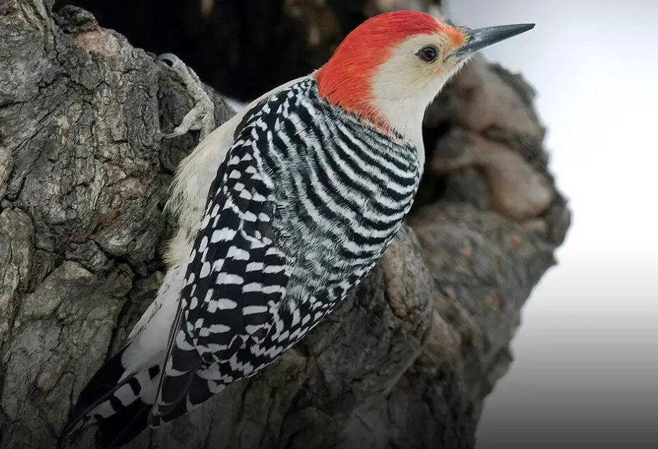 Melanerpes Woodpecker