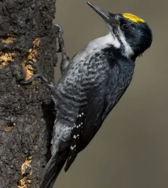 black-backed woodpeckers