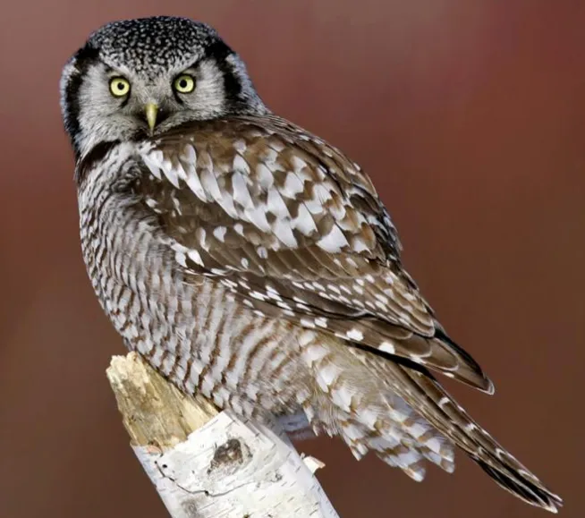 northern-hawk owl