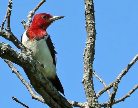 red-headed woodpeckers