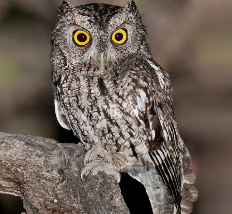 whiskered screech-owl