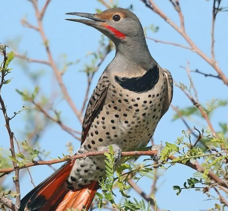 Red-tailed-Northern-Flicker