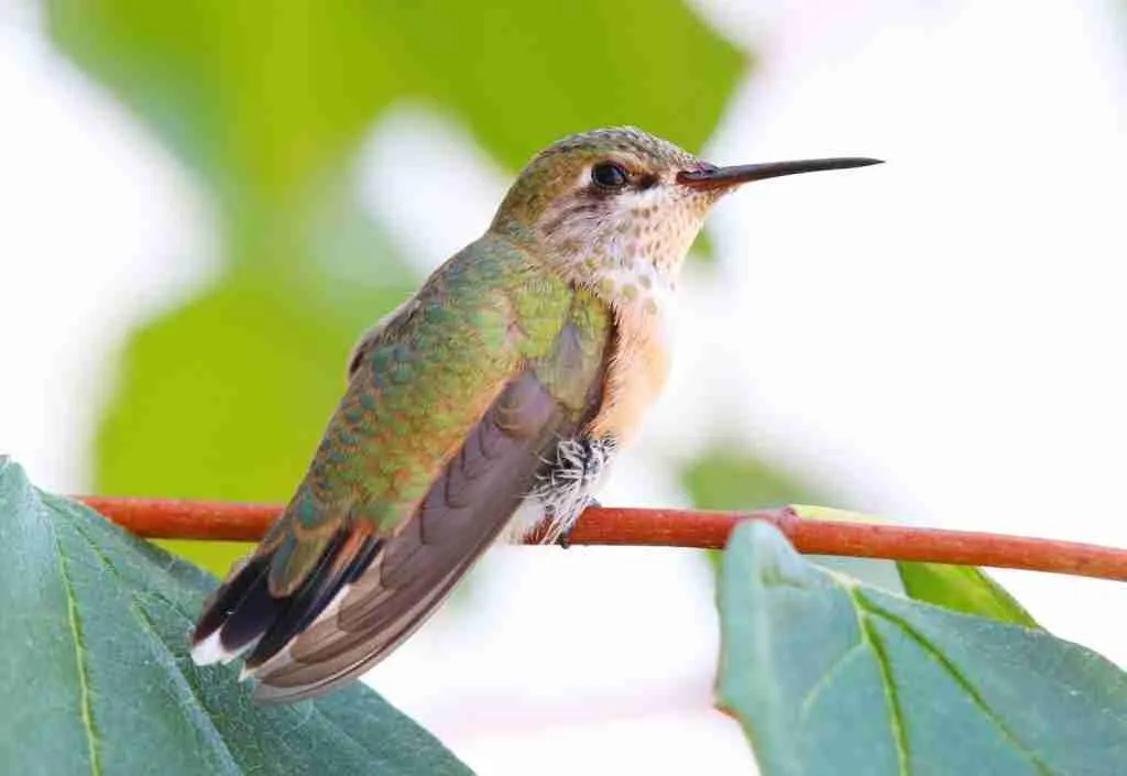 Black-chinned Hummingbird1
