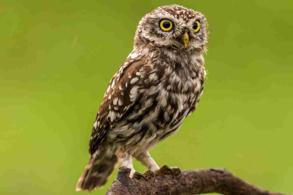 Short-Eared Owl (Hawaiian)