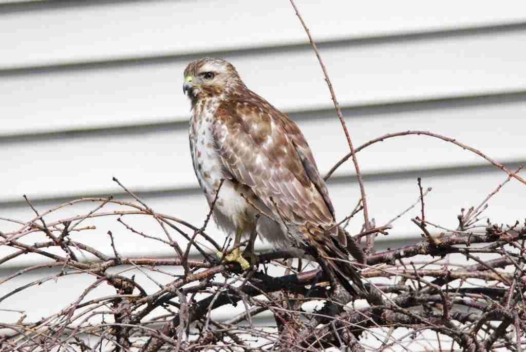 Red-tailed Hawk1