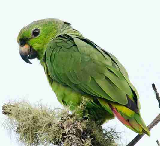 Scaly-naped amazon Parrot