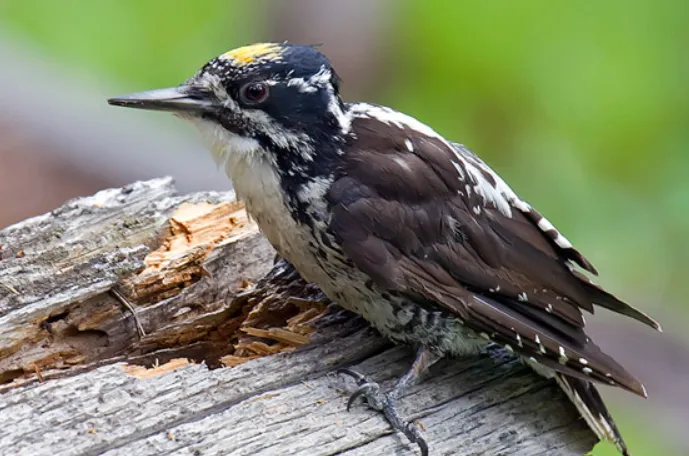 American-Three-Toed Woodpecker