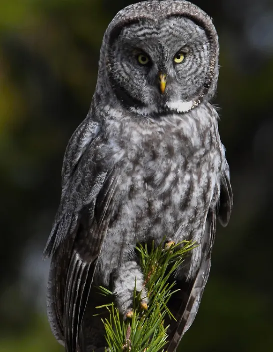 Great-Gray Owl