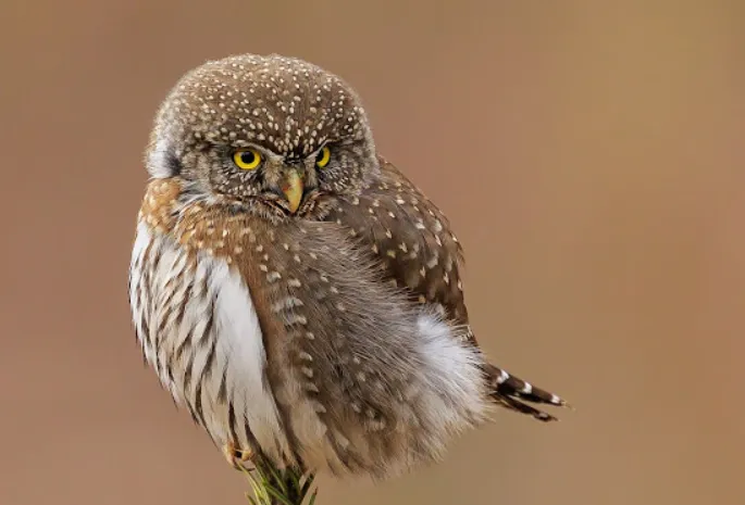 Northern-Pygmy Owls