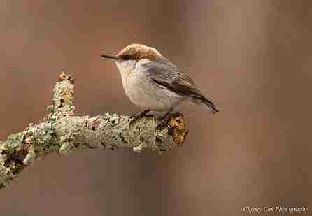 Brown-headed-Nuthatch
