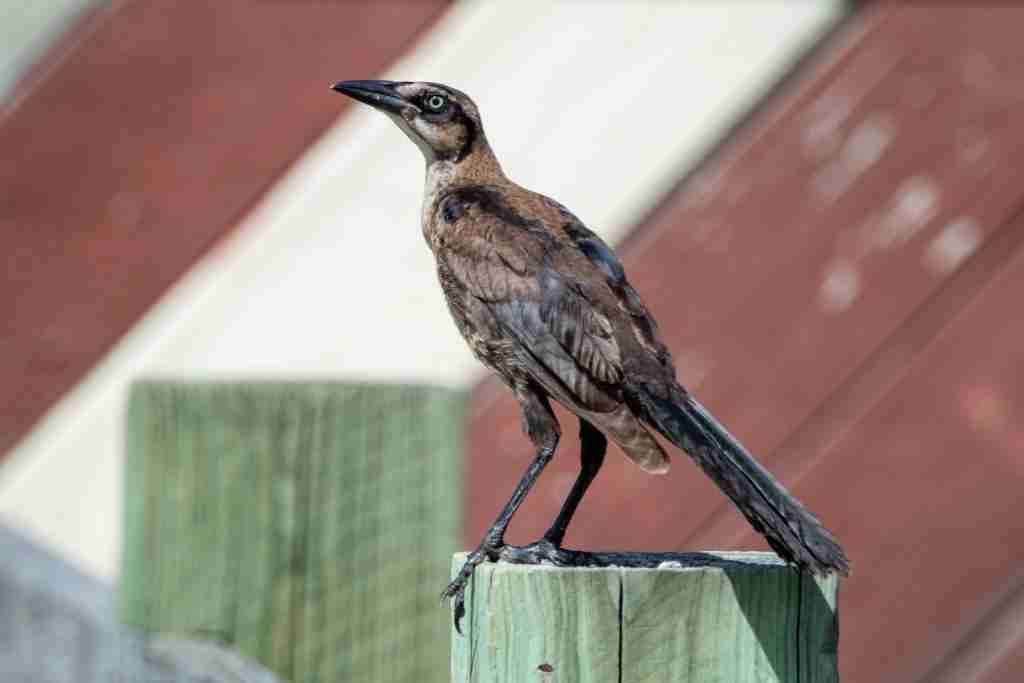 Great-tailed Grackle1