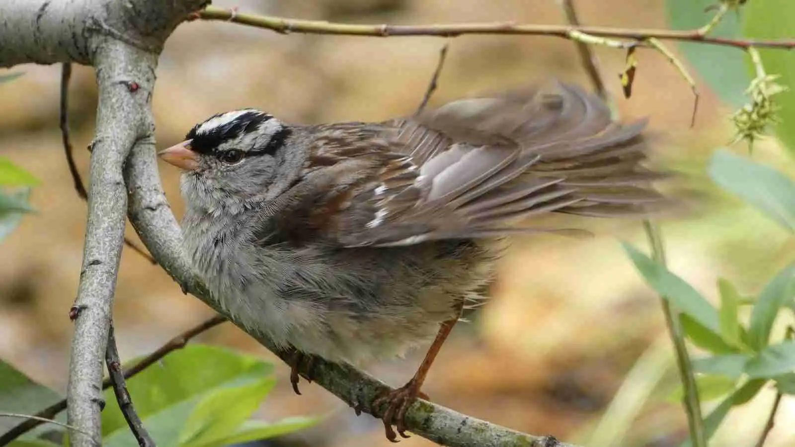 White-crowned Sparrow1