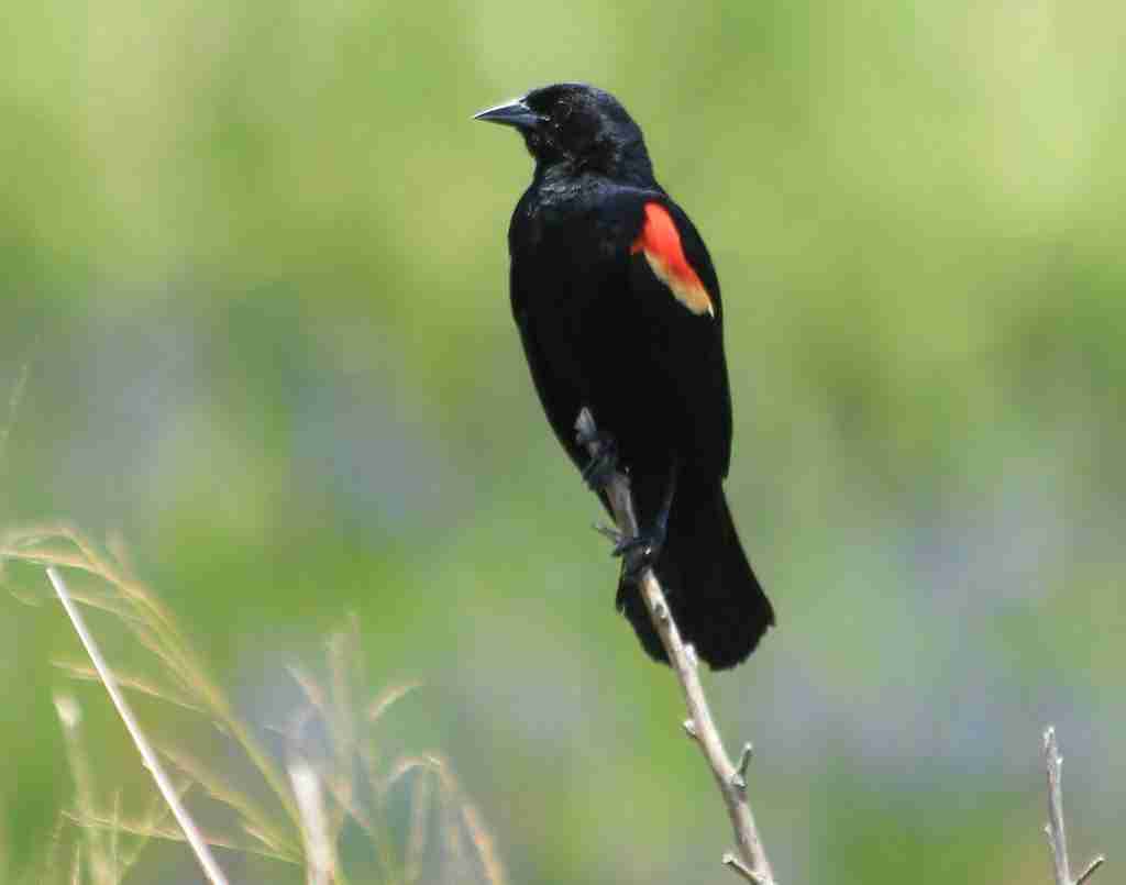 Tricolored Blackbird1