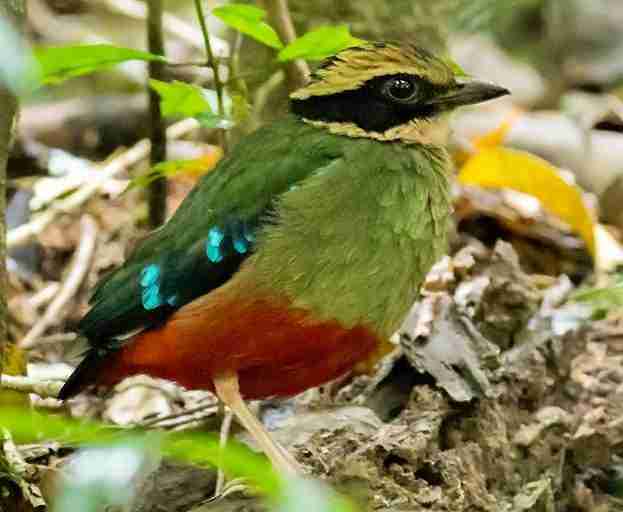 Green-breasted Pitta