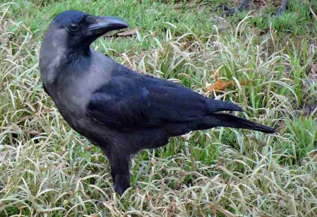 House Crow