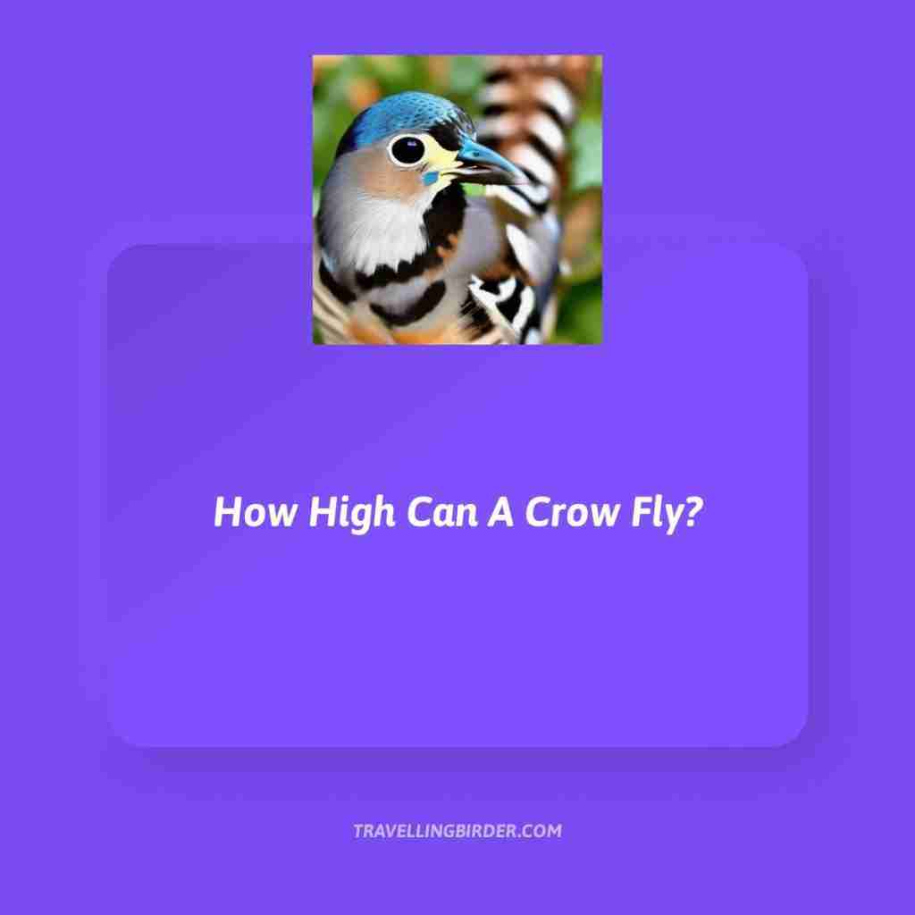 How-High-Can-A-Crow-Fly