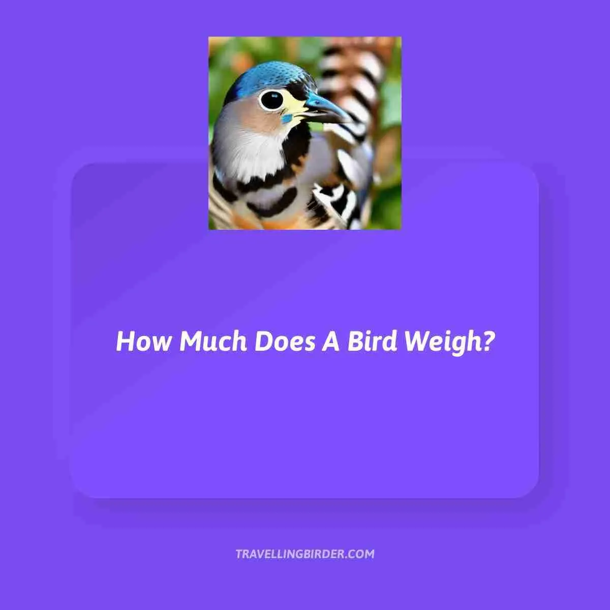 How-Much-Does-A-Bird-Weigh