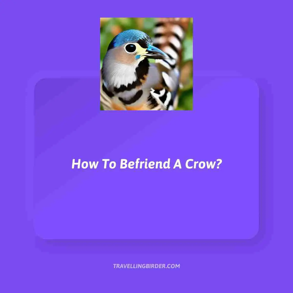 How-To-Befriend-A-Crow