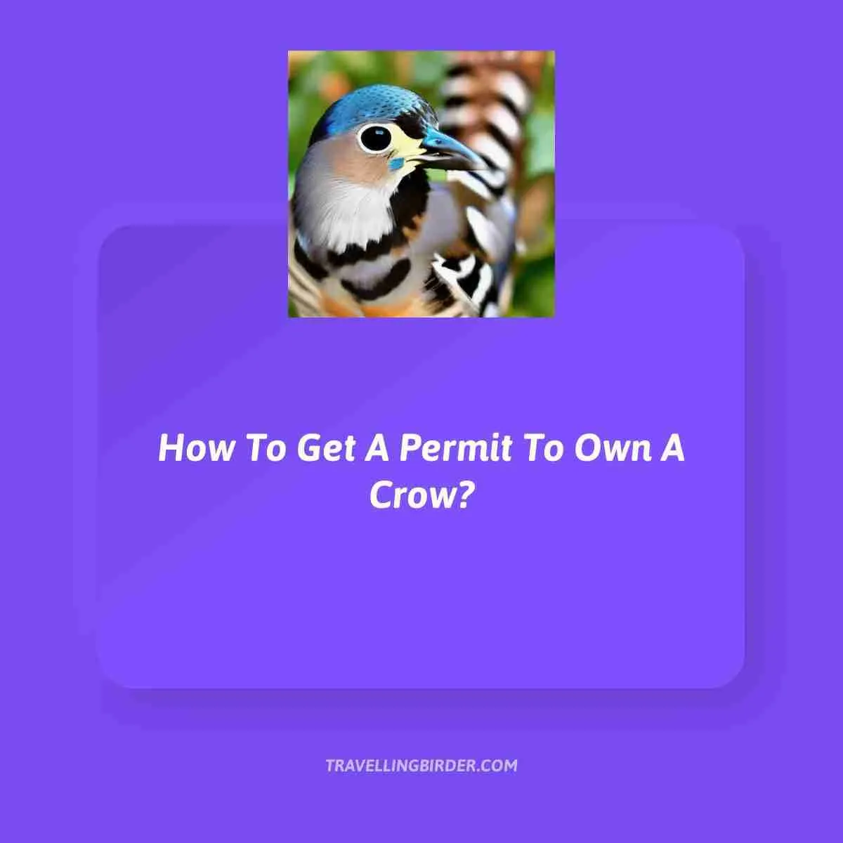 How-To-Get-A-Permit-To-Own-A-Crow