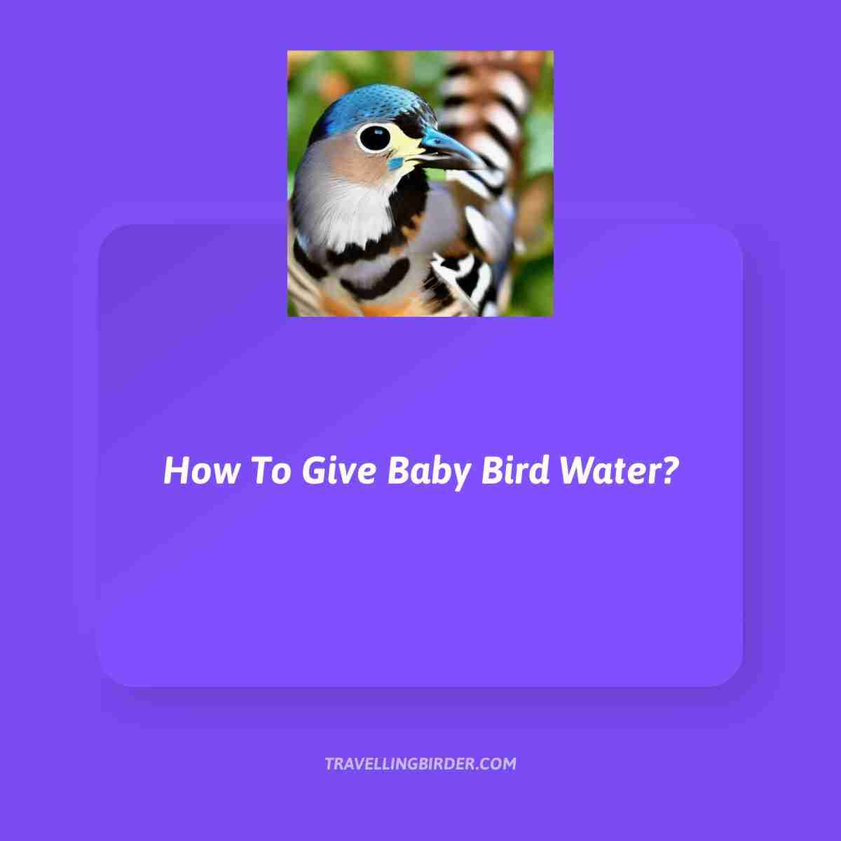 How-To-Give-Baby-Bird-Water