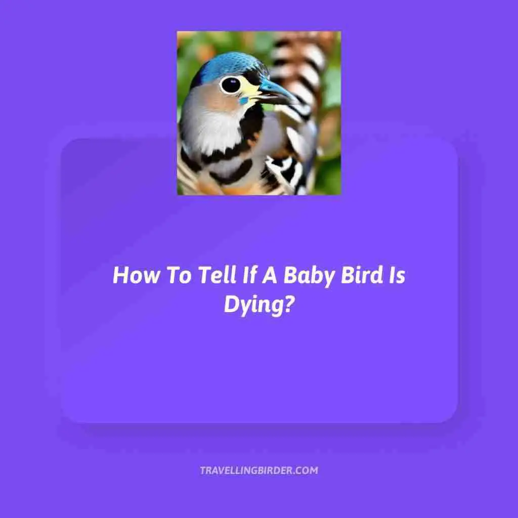 How-To-Tell-If-A-Baby-Bird-Is-Dying