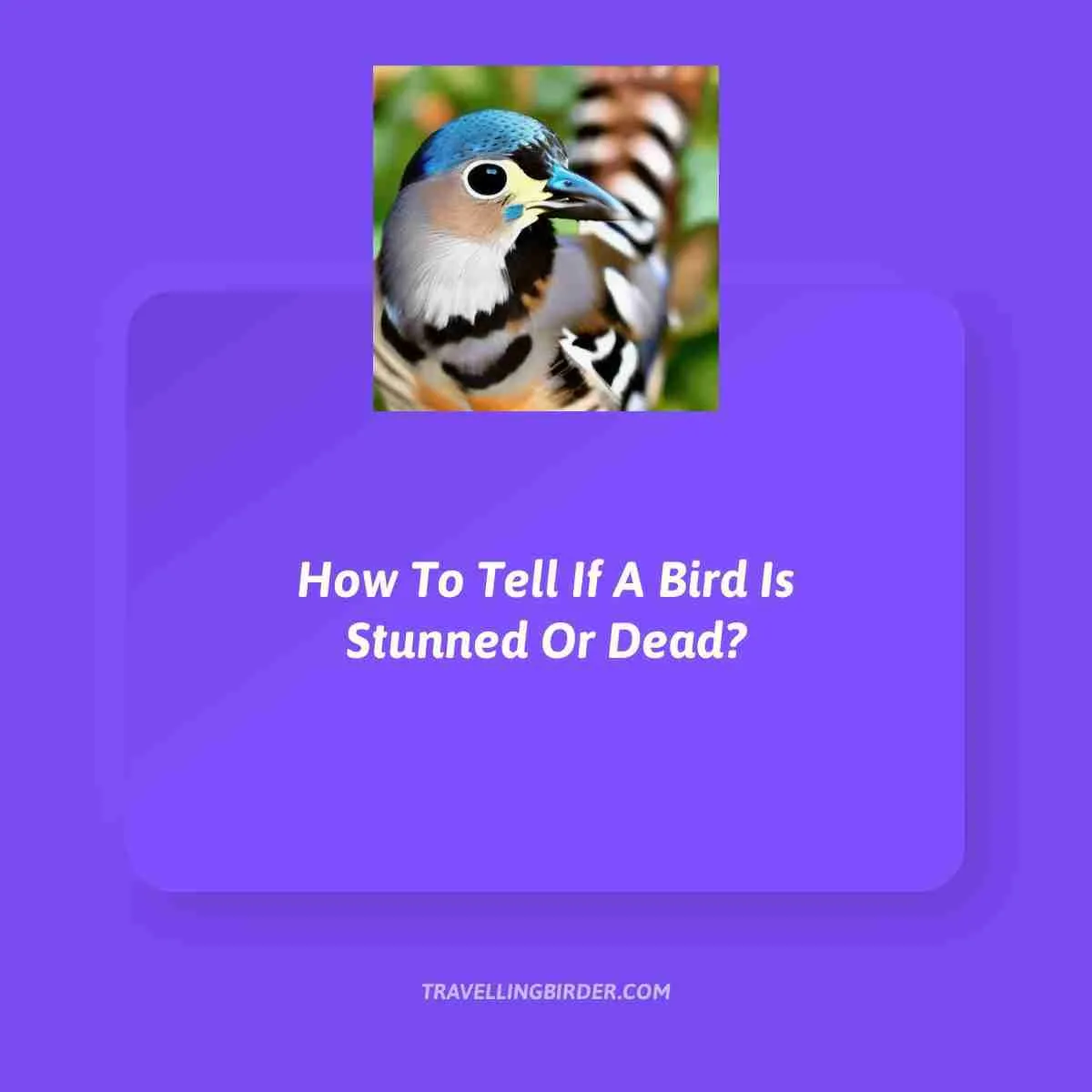 How-To-Tell-If-A-Bird-Is-Stunned-Or-Dead