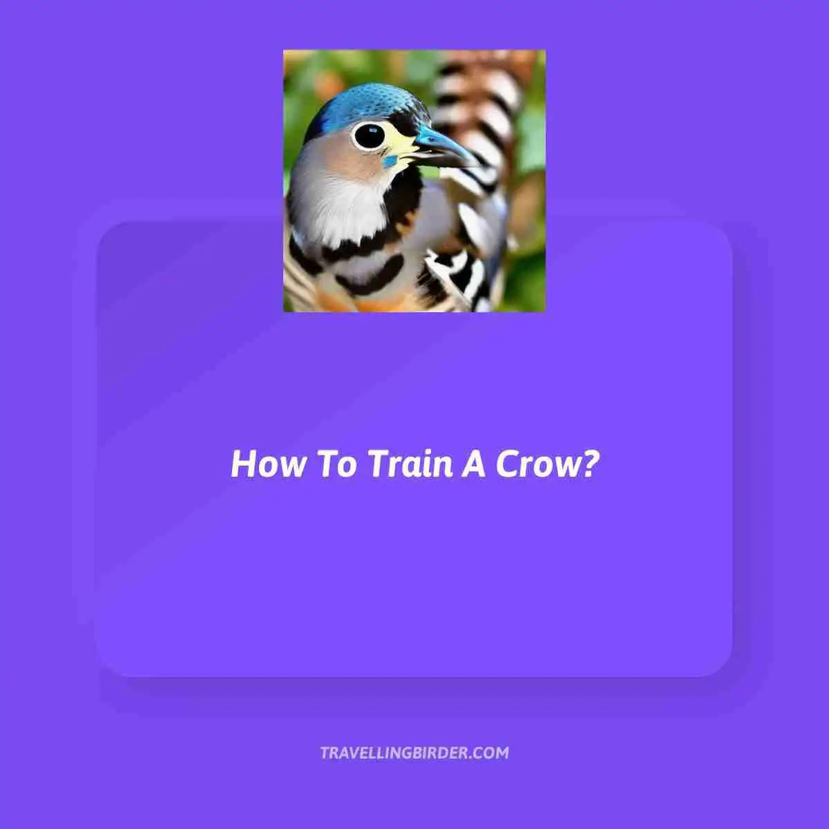 How-To-Train-A-Crow