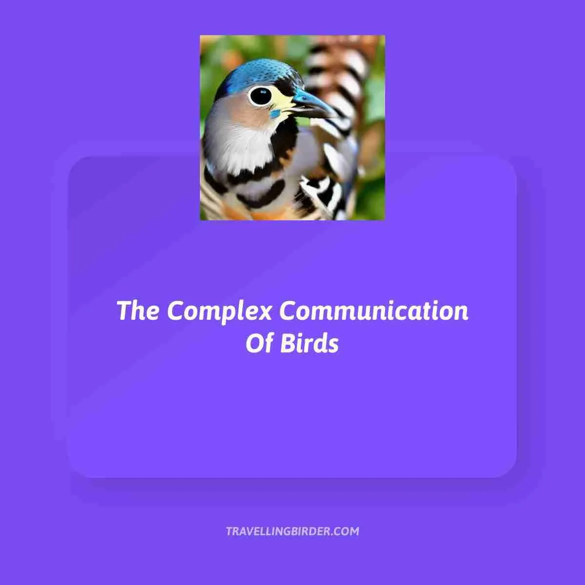 The-Complex-Communication-Of-Birds
