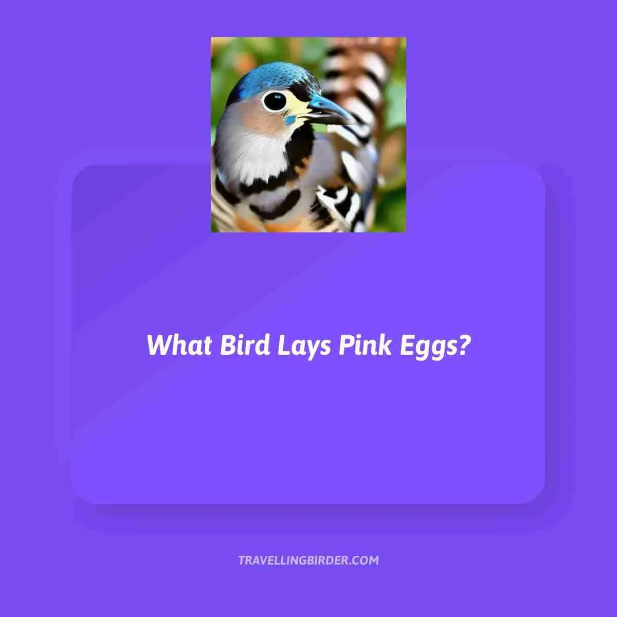 What-Bird-Lays-Pink-Eggs
