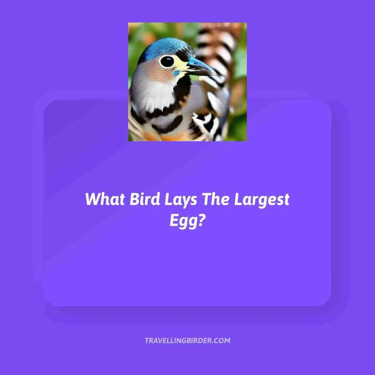 What-Bird-Lays-The-Largest-Egg