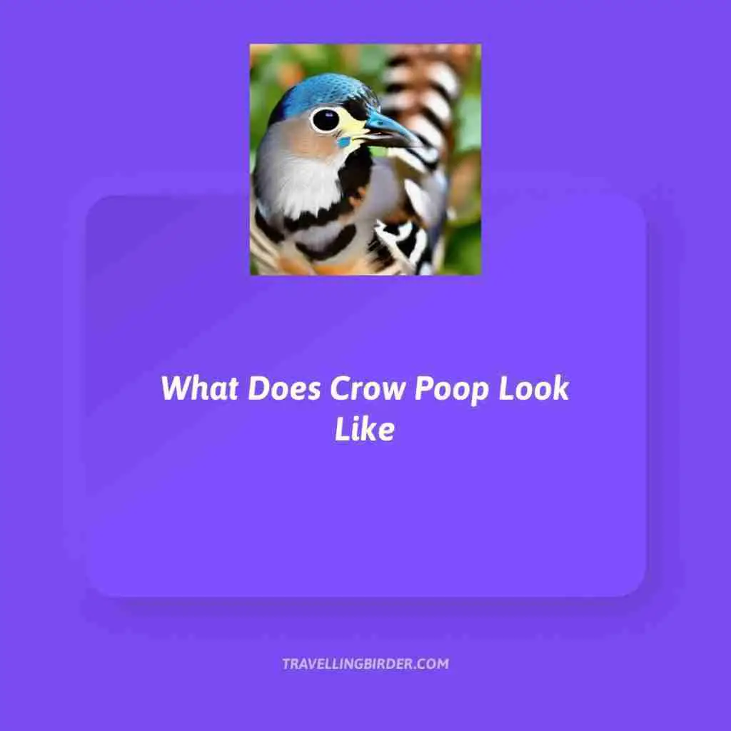 What-Does-Crow-Poop-Look-Like