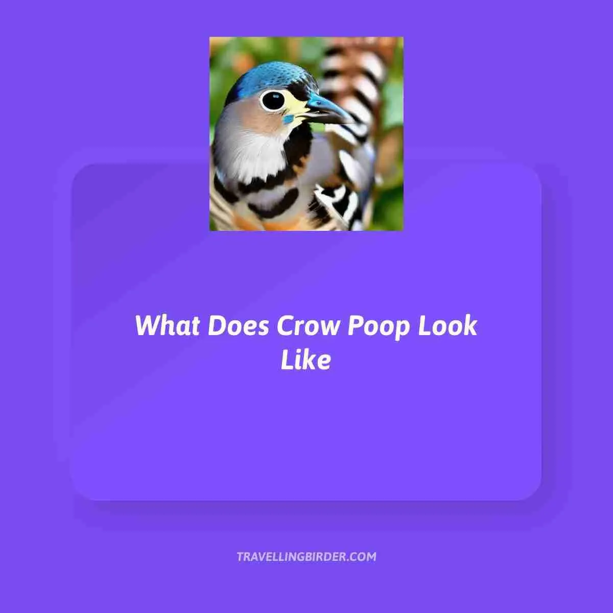 What-Does-Crow-Poop-Look-Like