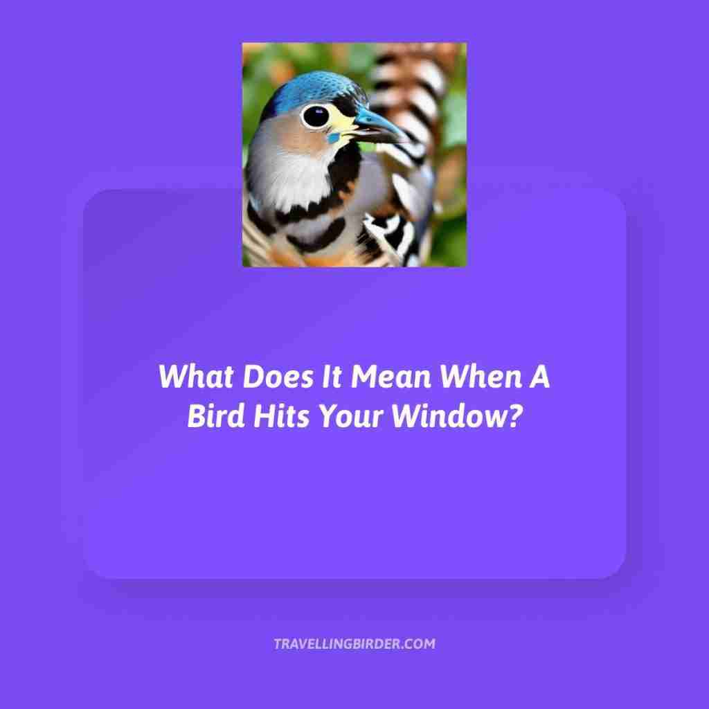 What-Does-It-Mean-When-A-Bird-Hits-Your-Window