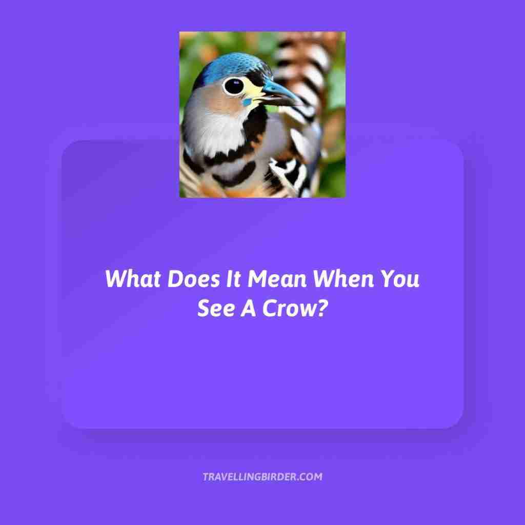 What-Does-It-Mean-When-You-See-A-Crow
