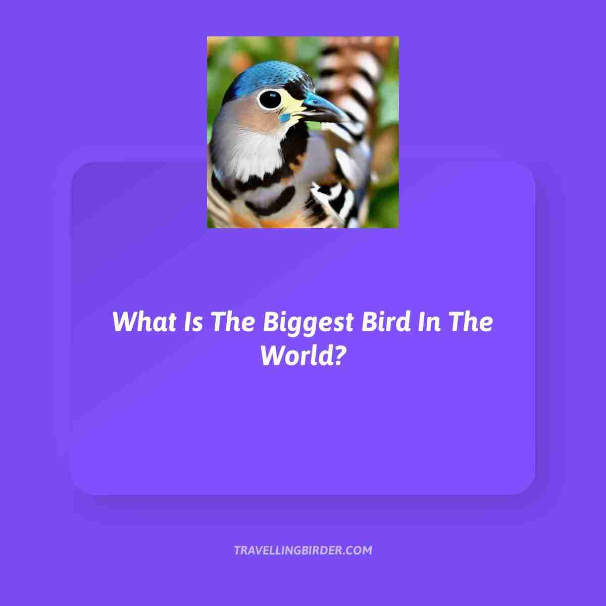 Collection 103+ Images what is the largest parrot in the world Full HD, 2k, 4k
