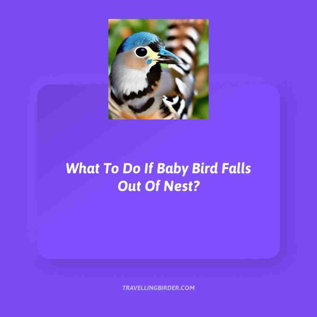 What-To-Do-If-Baby-Bird-Falls-Out-Of-Nest