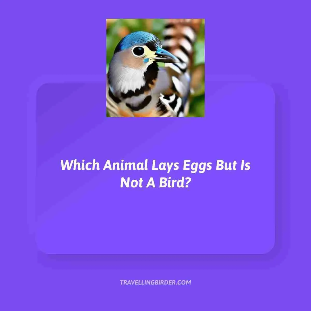 Which-Animal-Lays-Eggs-But-Is-Not-A-Bird