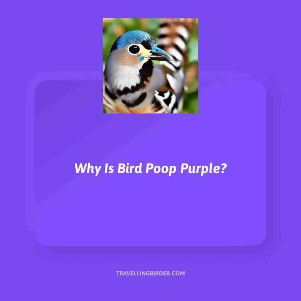 Does purple poop exist?