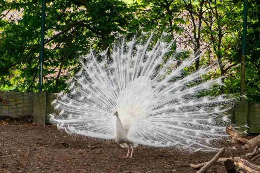 White Peacock1
