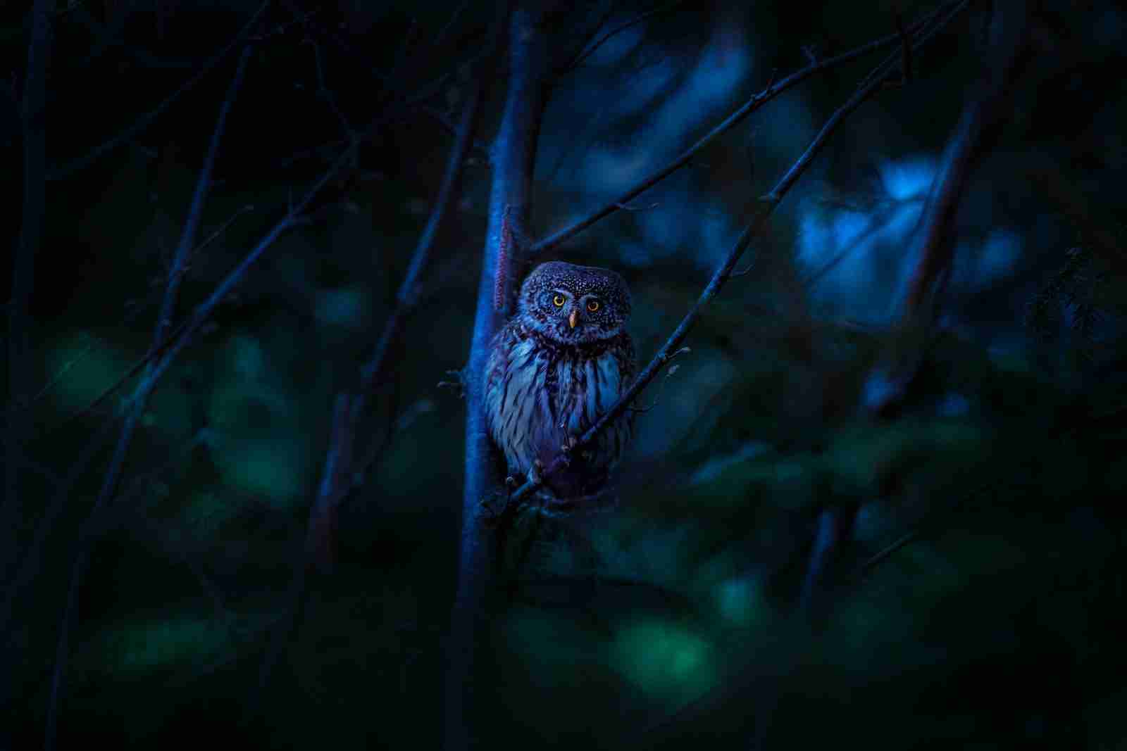 What time of night do owls come out