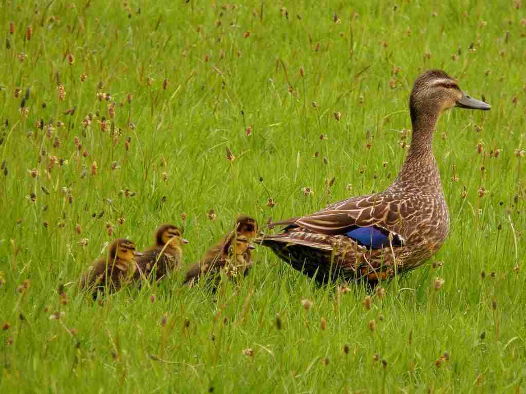 How Does A Mother Duck Feed Her Ducklings