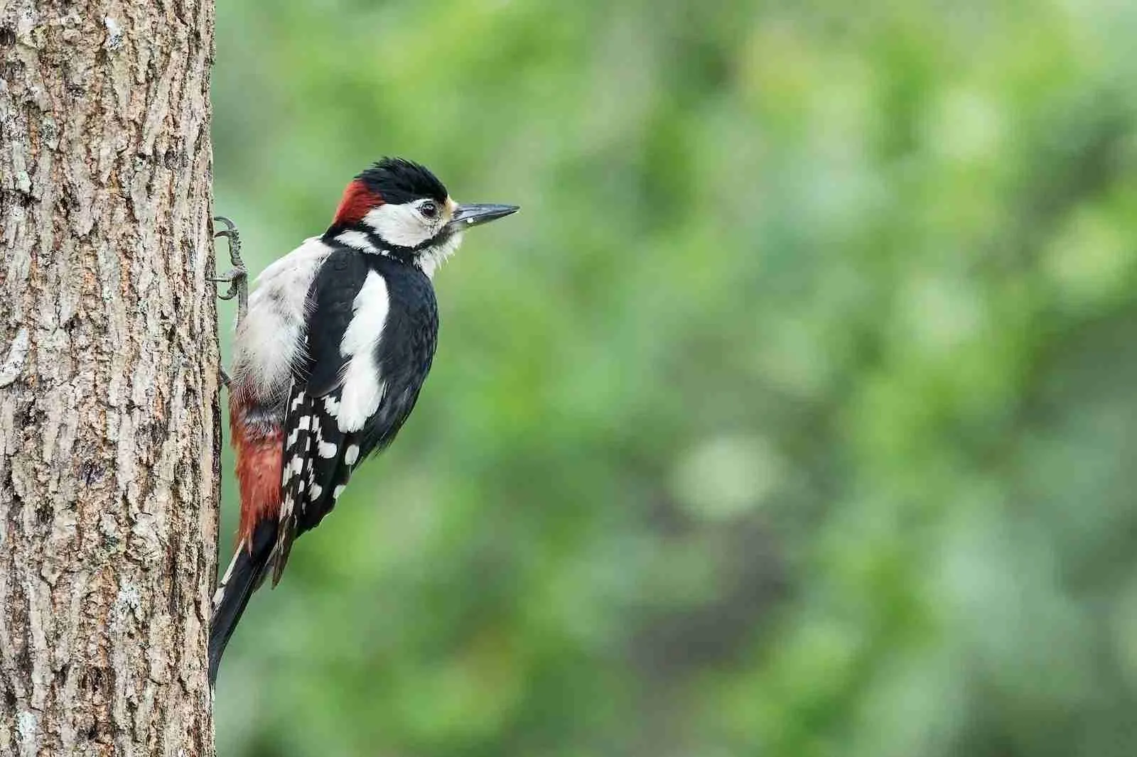 What time of year do you see woodpeckers