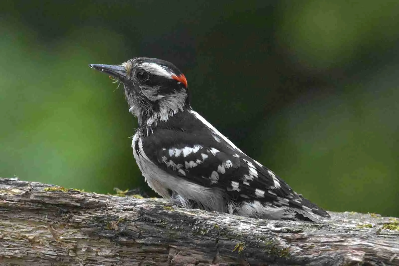 What month do woodpeckers lay eggs