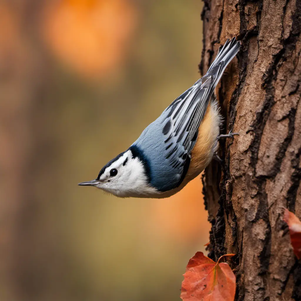 An image capturing the mesmerizing acrobatics of a White-breasted Nuthatch, perched upside-down on a tree trunk, its striking blue-gray plumage blending harmoniously with Indiana's vibrant autumn foliage