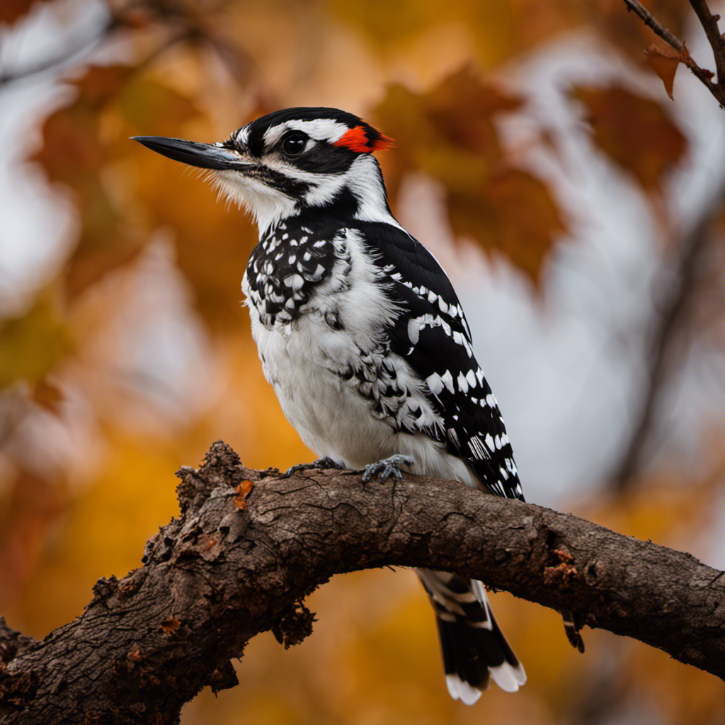 An image capturing the vibrant essence of Indiana's Hairy Woodpecker perched on a gnarled oak branch, its striking black-and-white plumage contrasting against the autumn foliage, while it expertly excavates a perfectly cylindrical hole