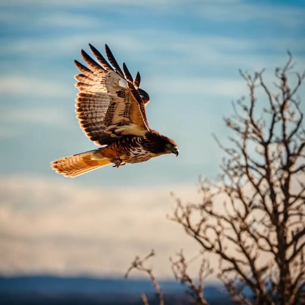 An image capturing the awe-inspiring grace of a Red-tailed Hawk soaring above the sprawling Oklahoma plains, its vibrant russet feathers contrasting against the vibrant blue sky, evoking a sense of freedom and untamed beauty