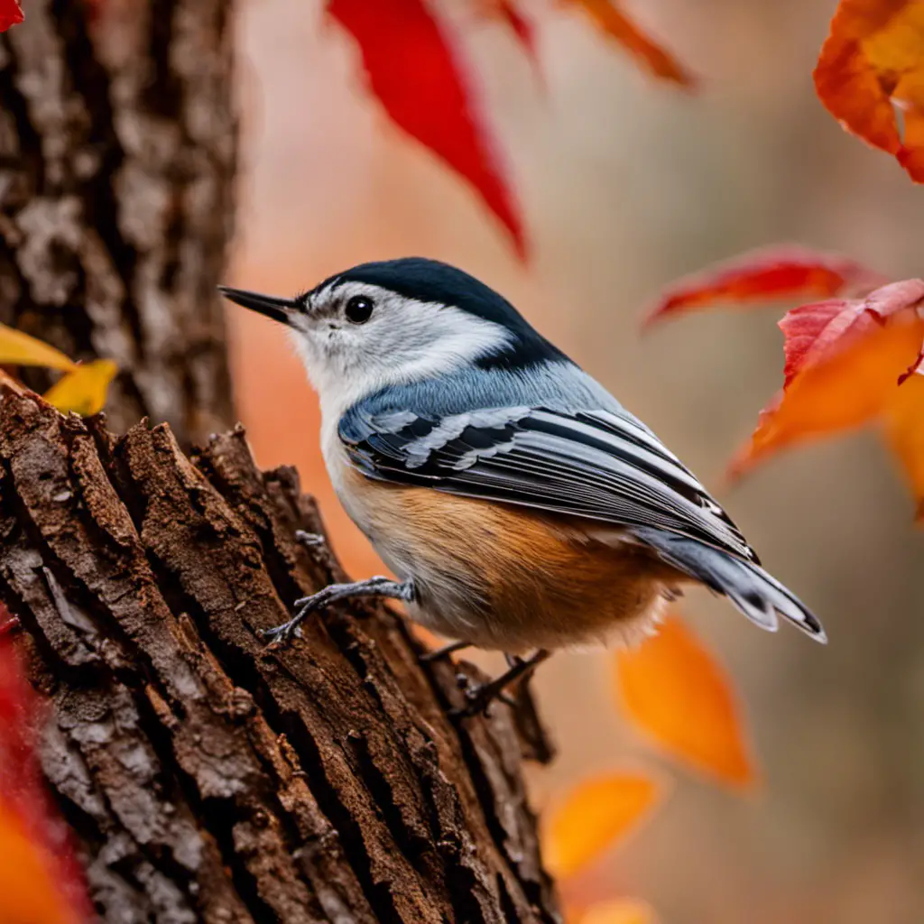 An image capturing the enchanting sight of a White-breasted Nuthatch perched on a tree trunk, its distinct black cap and crisp white belly vividly contrasting against the vibrant autumn foliage of Iowa's woodlands