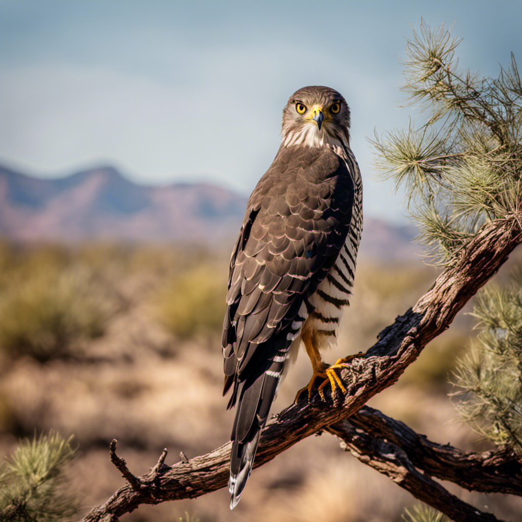 An image capturing the mesmerizing sight of a majestic Cooper's Hawk in Arizona's vast wilderness