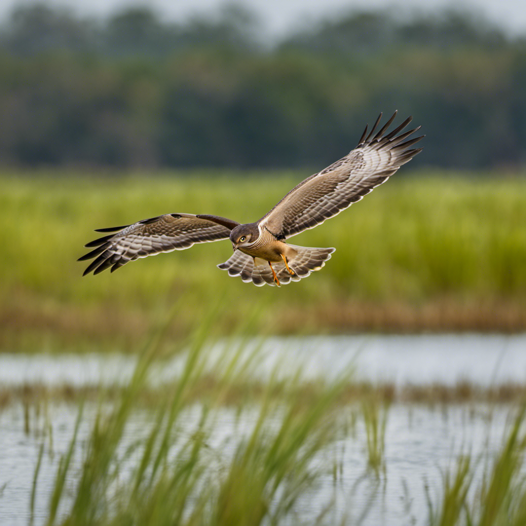 An image capturing the ethereal flight of a Northern Harrier in Florida's marshlands